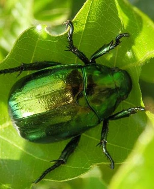 コガネムシが大量発生した時の駆除・退治方法は？