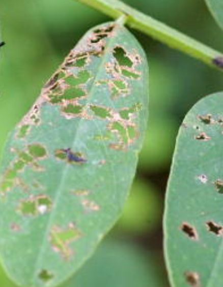 コガネムシの食害跡の見分け方