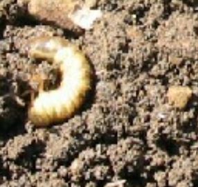 コガネムシはいつ頃発生するのか？