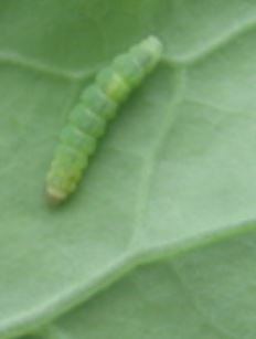 コナガの発生原因と対策