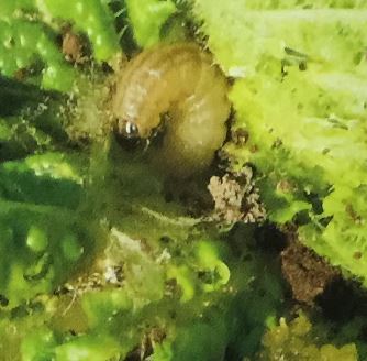 メイガの被害状況・食害されるとどうなるか