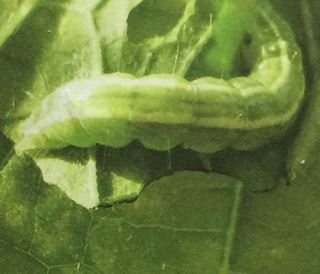 メイガを農薬や薬剤を使わずに駆除する方法