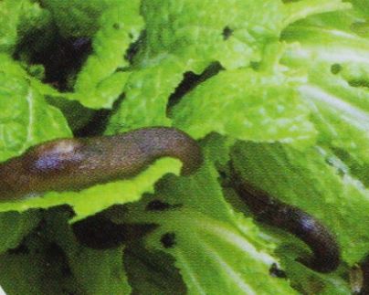 ナメクジを薬剤を使わずに駆除・退治するには？