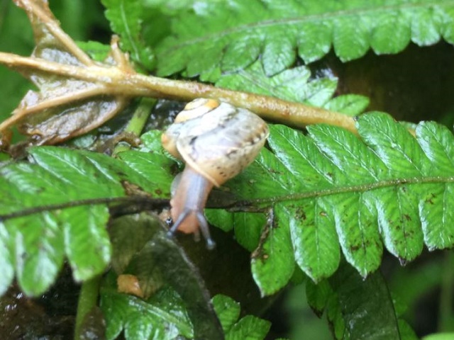 ナメクジ退治法　（ウスカワマイマイ成体）