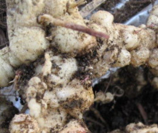 センチュウはいつ頃発生するのか？
