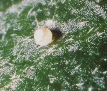 タバコガの発生条件と発生しやすい期間