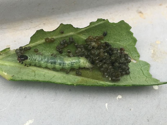 オクラに発生するワタノメイガの駆除・退治方法は？