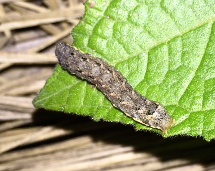 ヨトウムシが大量派生した時の駆除・退治方法は？