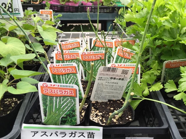 アスパラガスの害虫被害を防ぐコツ