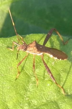 エダマメの葉に黄色の褐色の点がある