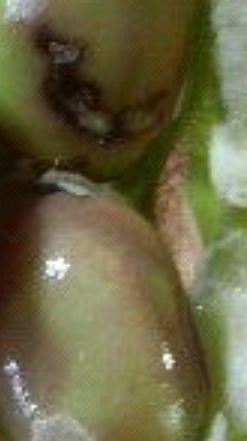 エダマメの実に芋虫（幼虫）がいる