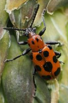 アスパラガスの葉の先端が凹む・かじられる