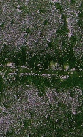 キュウリの葉脈に白色の斑点が出る