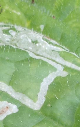 キュウリの葉に黄色の褐色の点がある