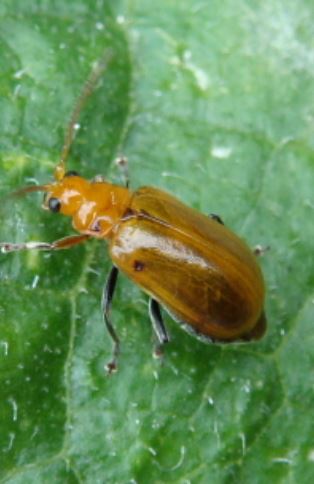 キュウリの葉に穴があく