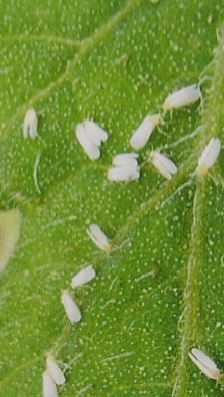 葉がベタベタになる。葉の裏側に白色の小さな虫が群れる