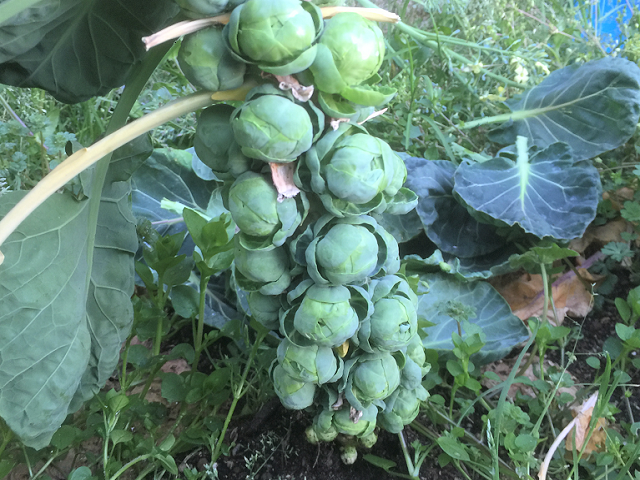 芽キャベツ○○